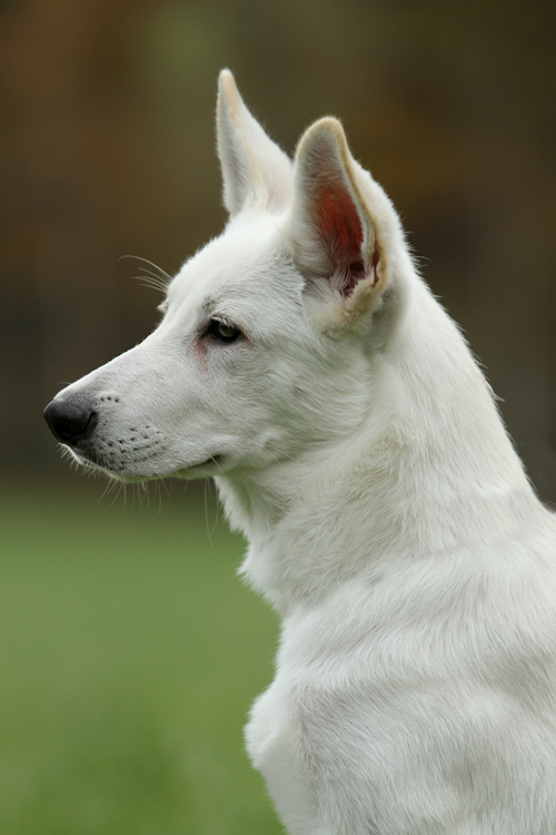 White shepherd pup