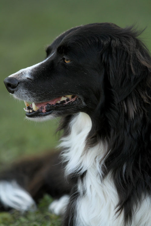 Wisdom in a Border Collie