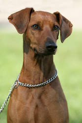 Pinscher, like a statue