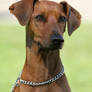 Pinscher, like a statue