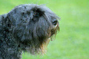 The Bouvier look