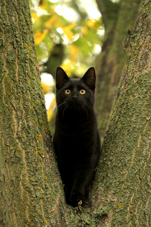 'Kittycat in a tree...'