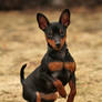 Minpin tango