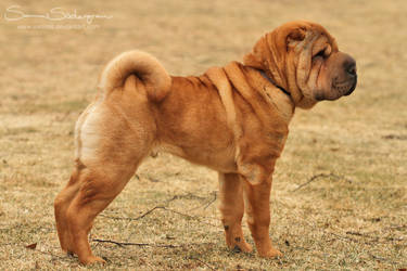 Shar pei puppygold