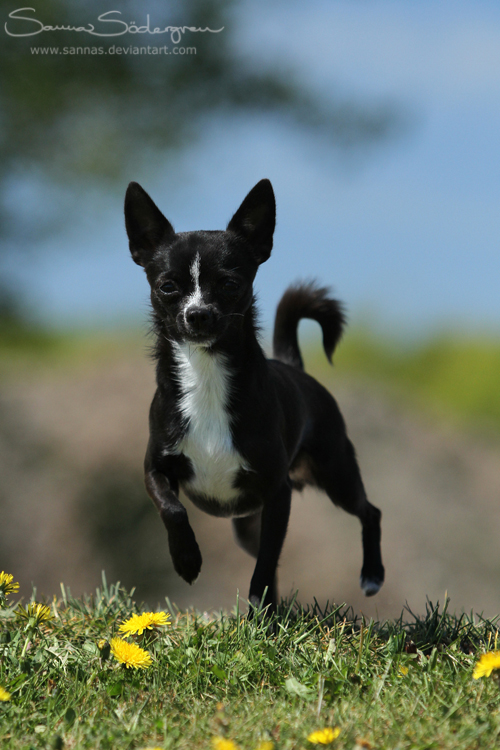 Juliette, the Chihuahua