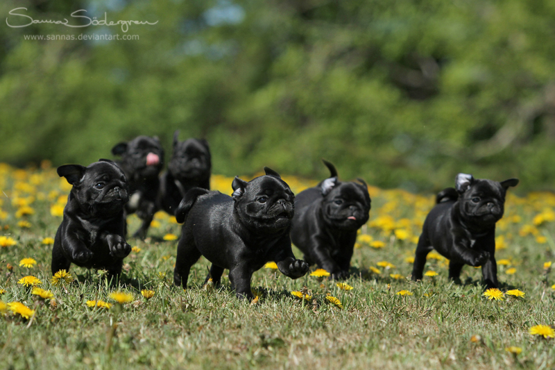 Licorice running down a hill