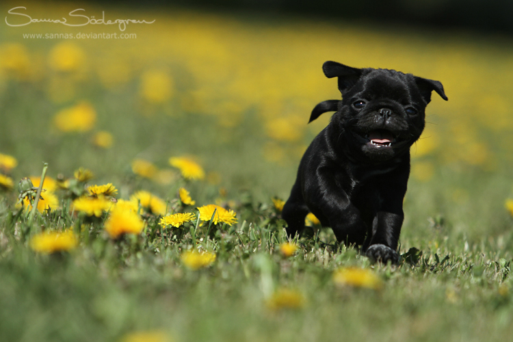 Love and dandelions