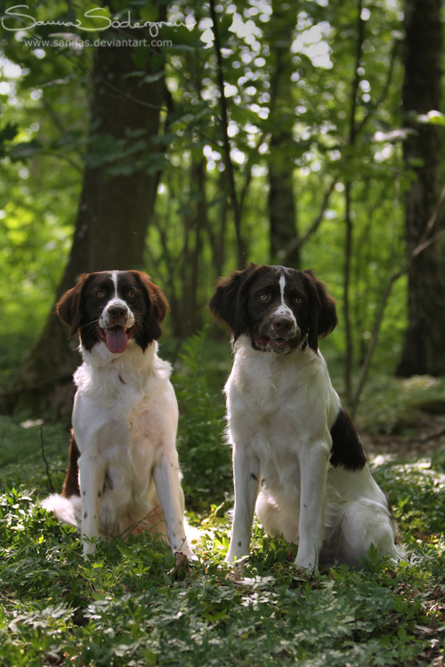 Drentse Patrijshond duo