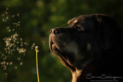 Dandelion