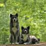 Japanese forest guardians