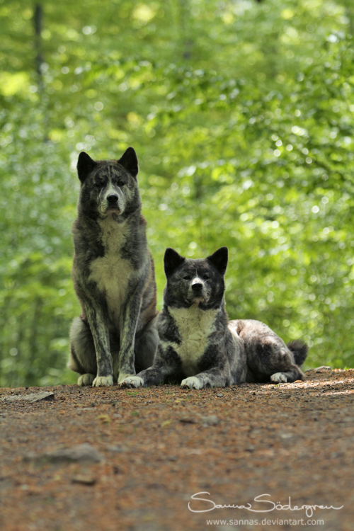 Japanese forest guardians