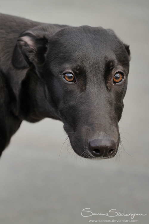 Puppy Greyhound