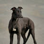 Black puppy Greyhound