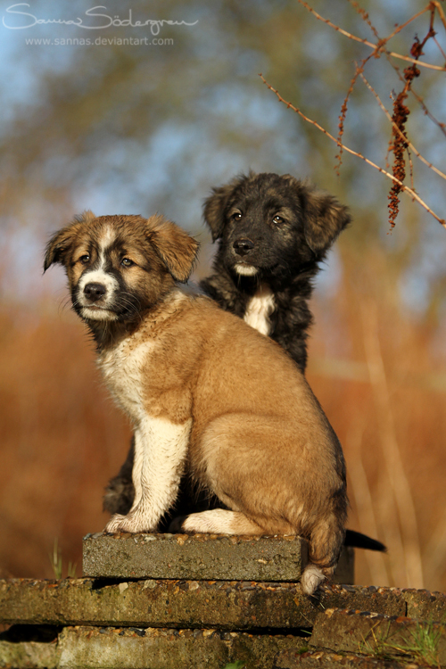 Stella and Sol, the tiny watchdogs