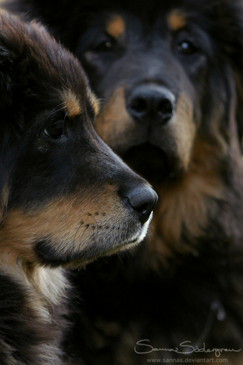 Puppies deep in thought