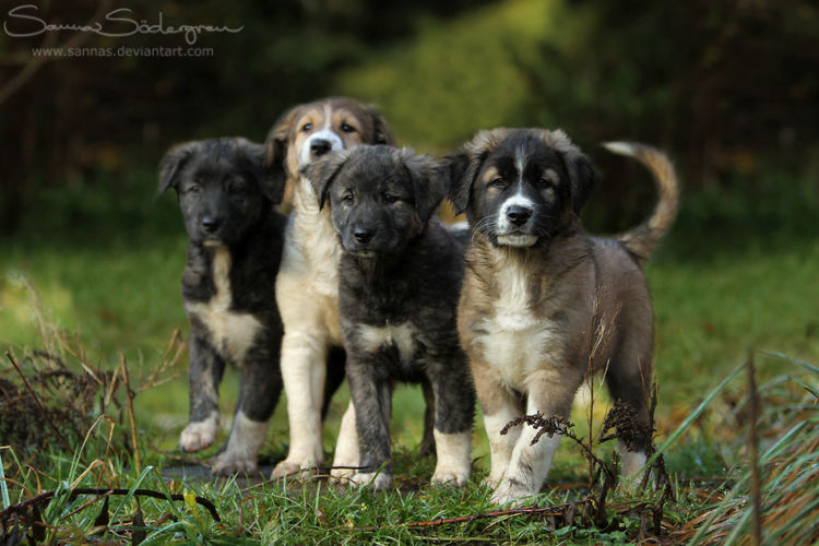 Four mini guardians