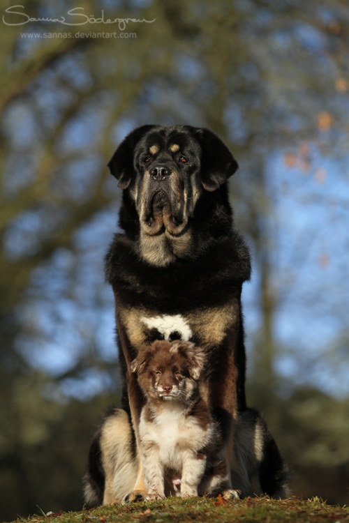 The bodyguard