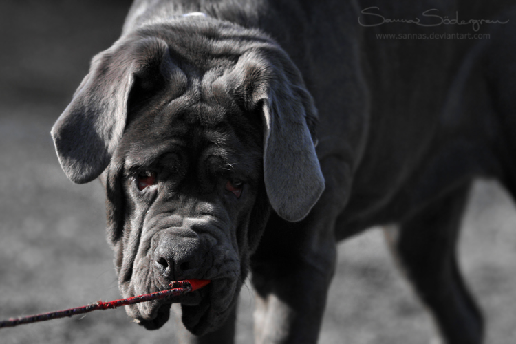 The beauty of grey by SaNNaS