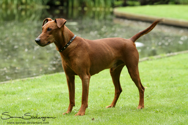 Tino the Pinscher by SaNNaS