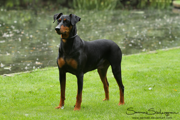 Rakcha the Pinscher by SaNNaS