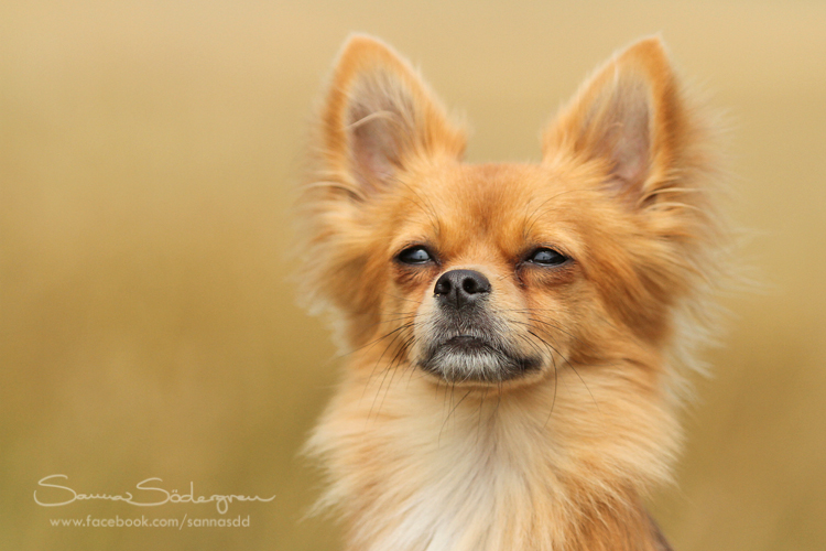 Chico the Chi by SaNNaS