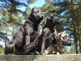 Cane Corso's on lookout