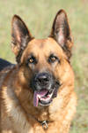 Falco, german shepherd by SaNNaS
