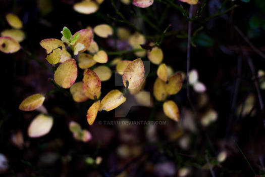 Dark autumn leaves