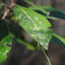 Leaf 2