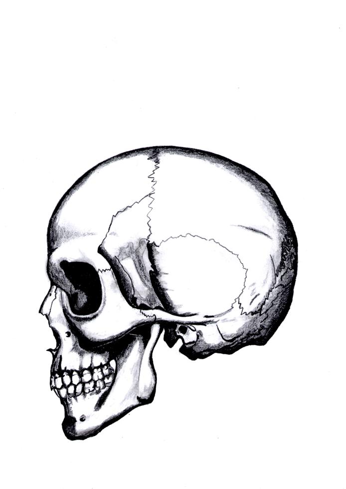 drawn skull 1