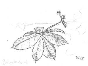 Chestnut Leaf