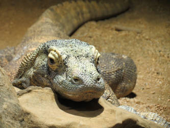 Komodo Dragon