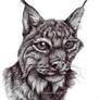 Canadian lynx