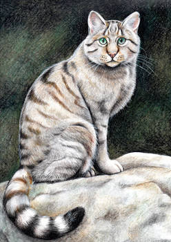 European wildcat