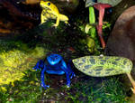 poison dart frogs :D by sweets8