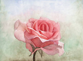 Rose by Chicinikki
