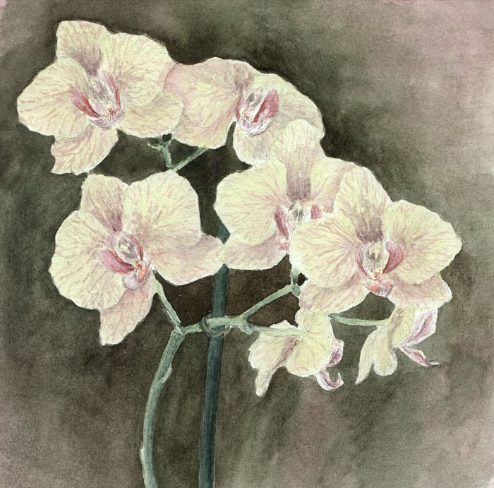 Orchid 2