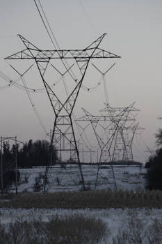 Transmission Towers Kill Cows