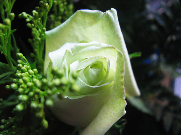 Green Rose 3