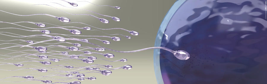 fertilization 3d