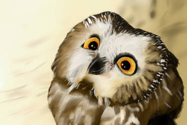 Saw-Whet Owl by GinJuice