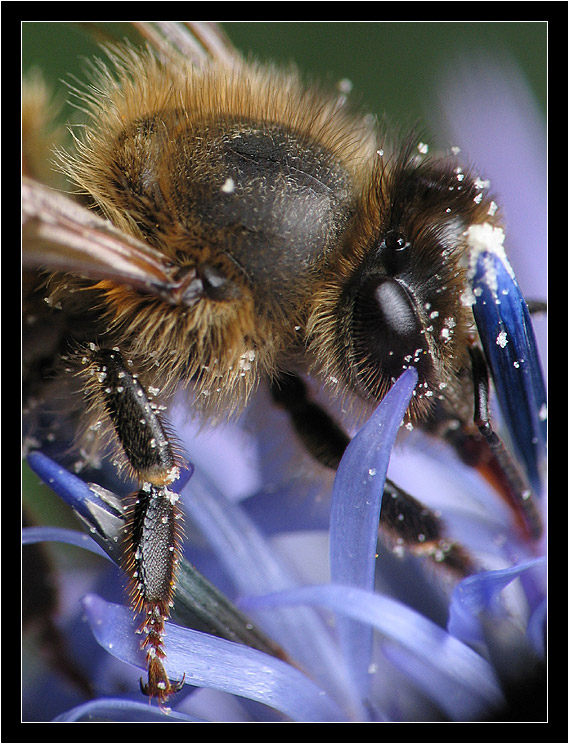 Bee on a thistle