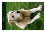 My Labrador Retriever by Bigvicente