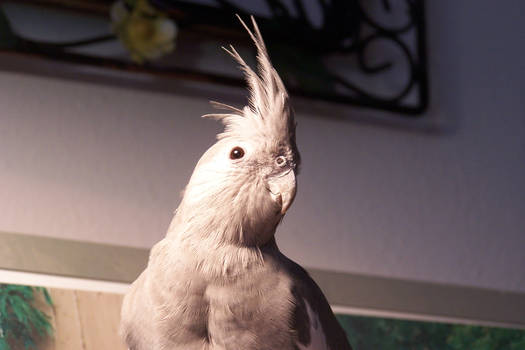 me bird