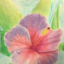 Watercolour-Hibiscus Flower