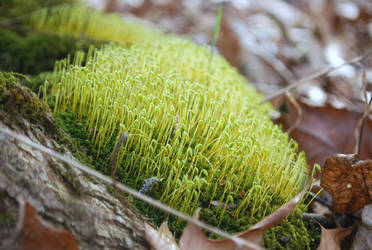 creepy crawling green plant