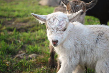 newborn goat.