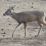 Deer 3