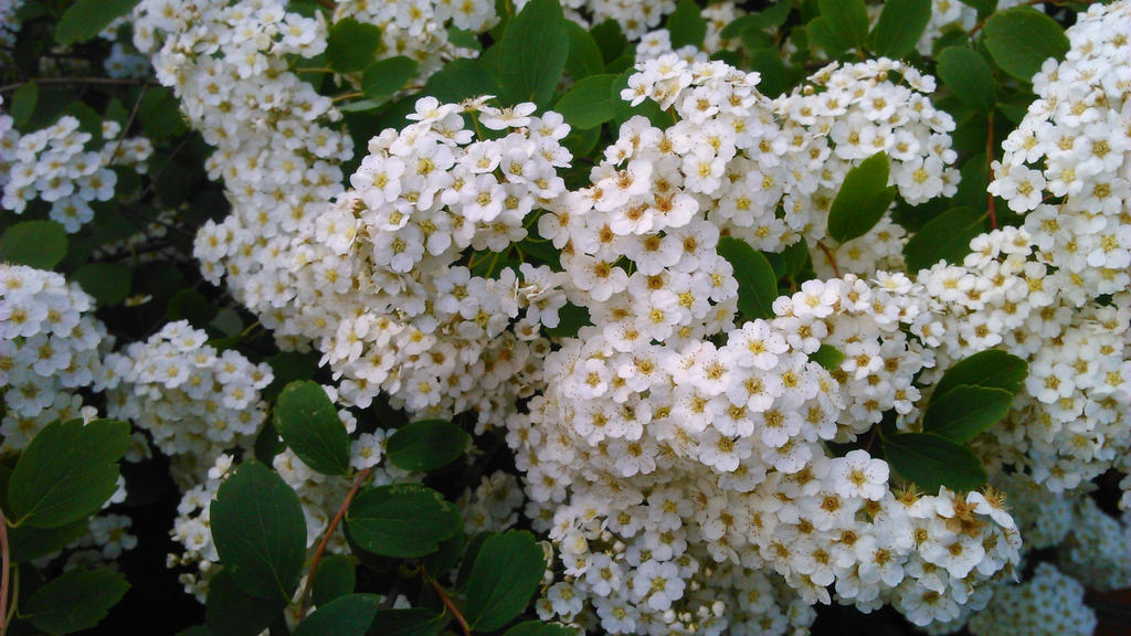 Little white flowers by katy142