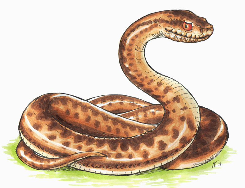 Vipera berus